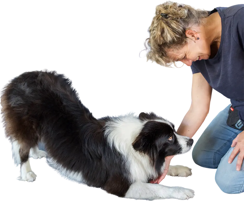 Canine rehabilitation